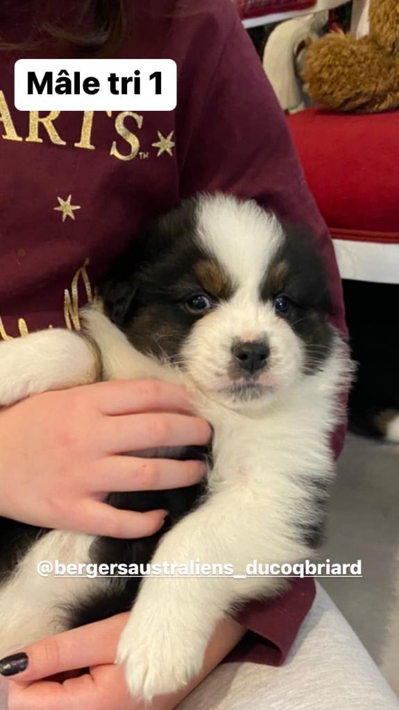 chiot Berger Australien Du Coq Briard