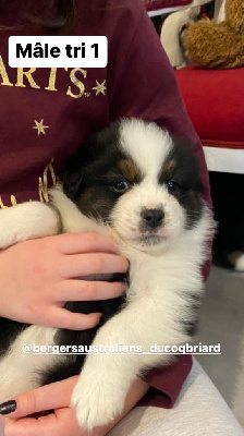CHIOT 1